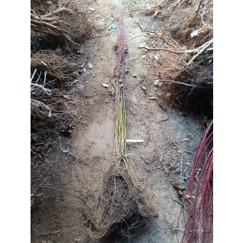 LIPA SZEROKOLISTNA miododajna - sadzonki 80 / 120 cm